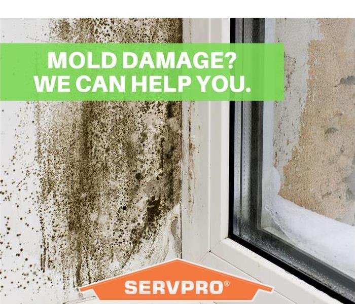 Mold CleanUp